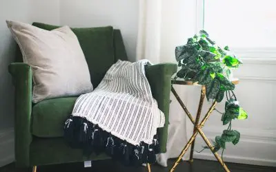 7 Easy Houseplants to Keep Alive (No Green Thumb Needed)